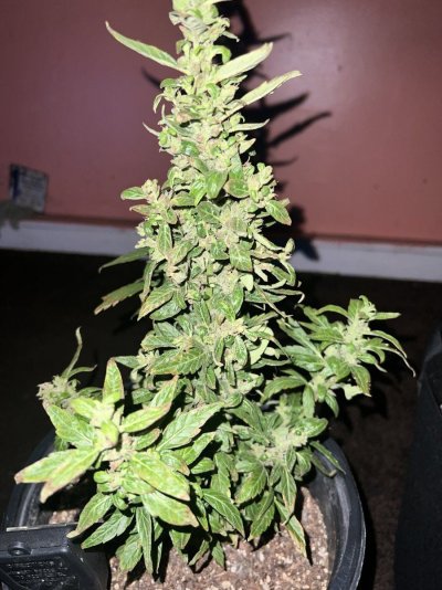 Plant is not looking too good