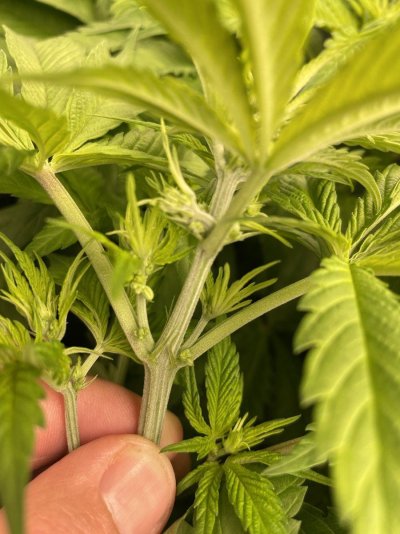 male-plant-from-feminized-seed-is-the-pollen-viable-or-sterile.jpeg
