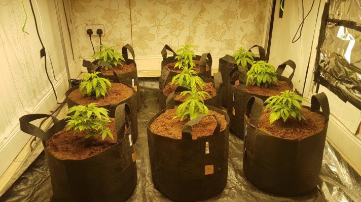 Silver skunk 9 plant 5x5 600W led grow