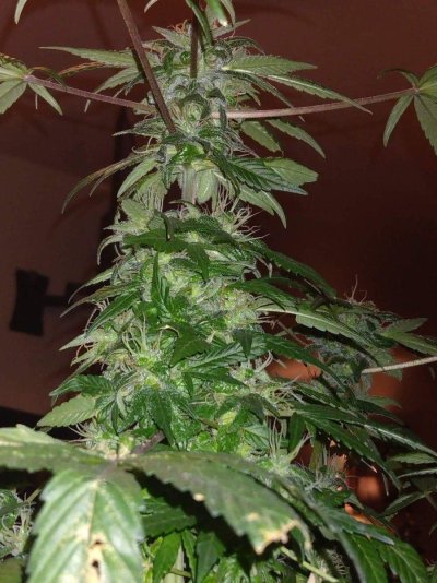 Looking for Grow tent recommendations