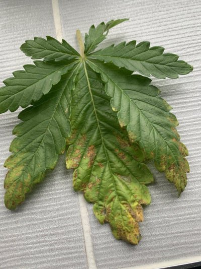 whats-wrong-with-my-bottom-leaves.jpeg