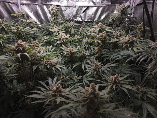 explosive growth in coco coir