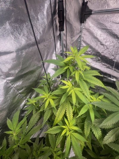 need-help--plant-turning-yellow.jpeg