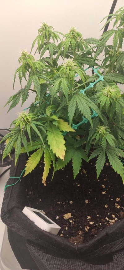 whats-happening-with-my-plant-4.jpg