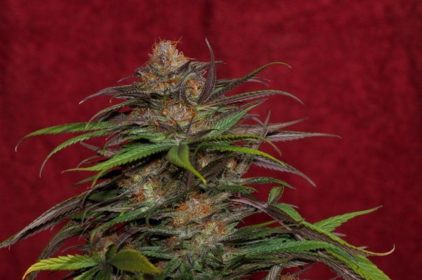 Macro Madness; JTR, Vortex, Fire OG, Plushberry, Cheesequake and more