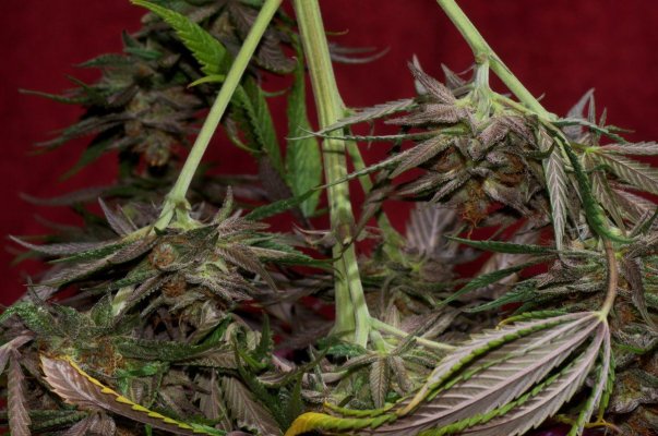Macro Madness; JTR, Vortex, Fire OG, Plushberry, Cheesequake and more