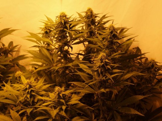 hazy-jones-35-days-in.jpg