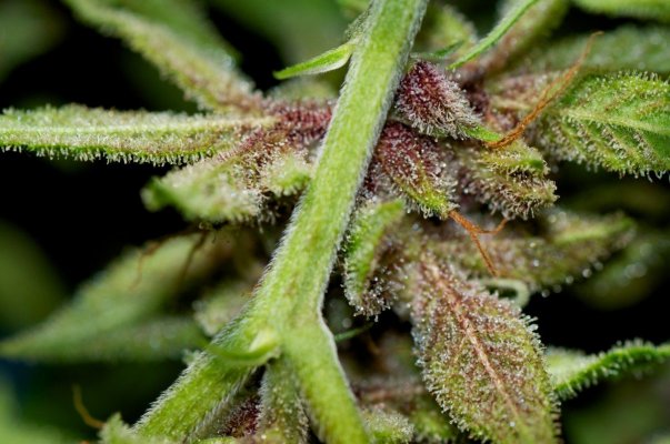 Macro Madness; JTR, Vortex, Fire OG, Plushberry, Cheesequake and more
