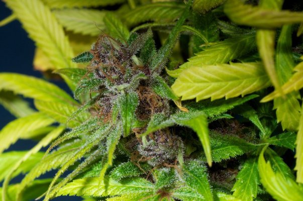 Macro Madness; JTR, Vortex, Fire OG, Plushberry, Cheesequake and more
