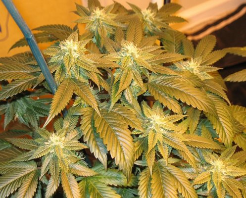 laconfidentialxogkush.jpg