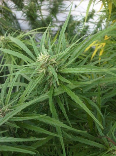 my-1st-proper-grow.jpg