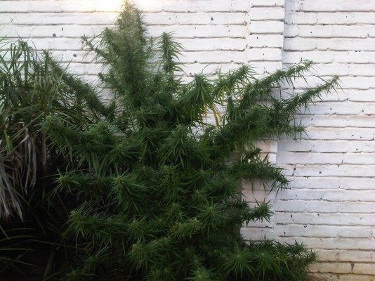 my-1st-proper-grow-2.jpg
