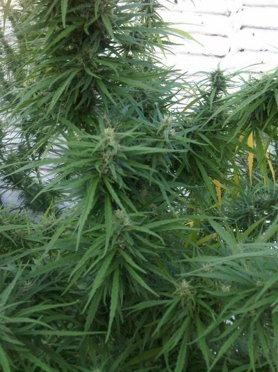 my-1st-proper-grow-6.jpg