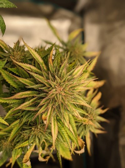 Indica Landrace Clone and Grow