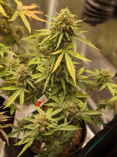 Indica Landrace Clone and Grow