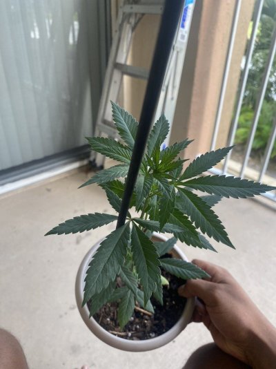 Need help is female or male ?