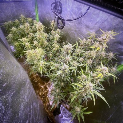Rookie questions - day 69 advice