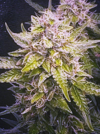 Rookie questions - day 69 advice