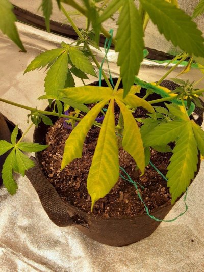 prune-yellow-and-dying-leaves.jpg