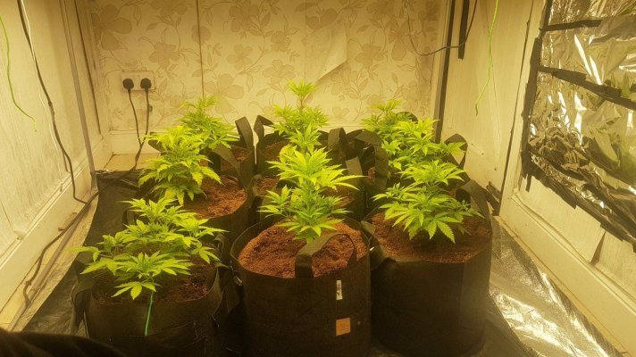 Silver skunk 9 plant 5x5 600W led grow