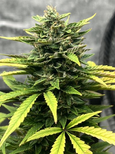 ice-cream-cake-autoflower-ready-to-chop-4.jpeg