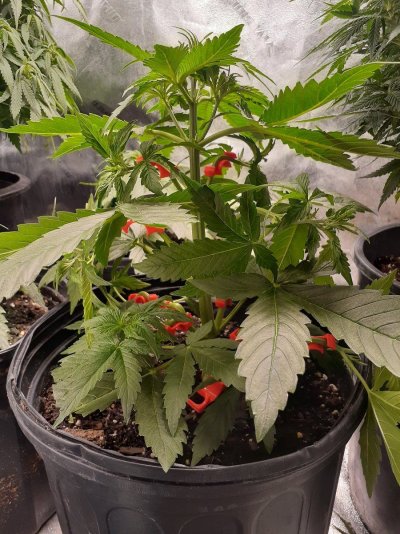 Flowering autoflower in week 2? And nitrogen toxin?