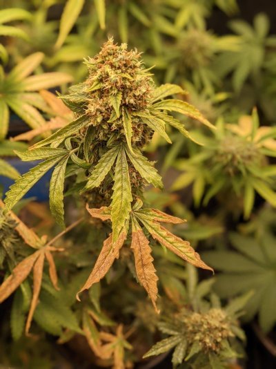 Indica Landrace Clone and Grow