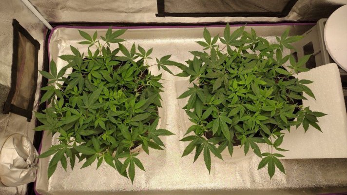 Magnesium deficiency possibly or something else?