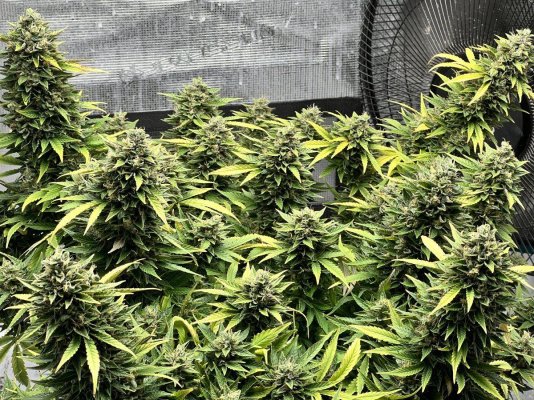 Is this ready to chop?
