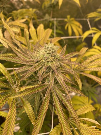 Let's See Your Frostiest Flowers