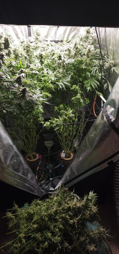 explosive growth in coco coir