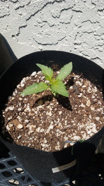 ONE GALLON CHALLANGE | THCFARMER GROWERS 2022