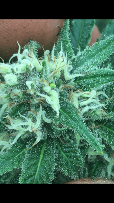 Need Help identifying genetic hermaphrodite.