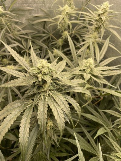 Plants look great but low milk/mild cheese odor - happening across all strains, and for second time