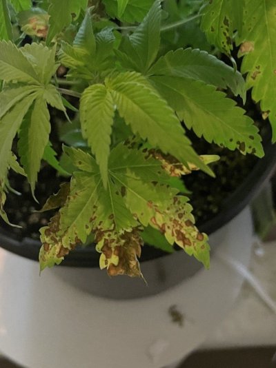 help-identify-deficiency-in-runtz-photo-3.jpeg