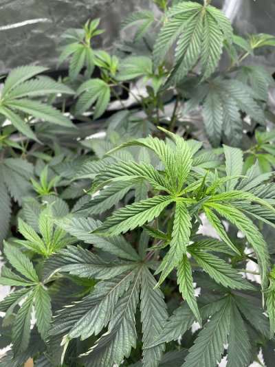 strange-curling-on-upper-leaves.jpeg