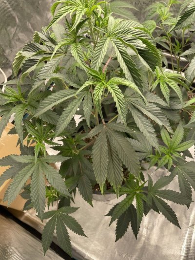strange-curling-on-upper-leaves-4.jpeg