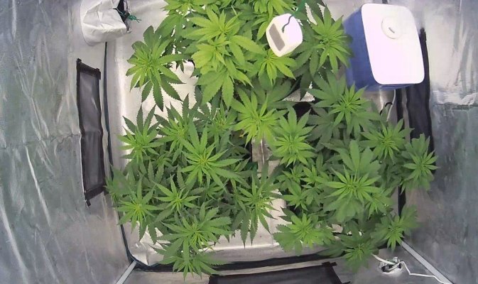 Day 4 Flower.jpg