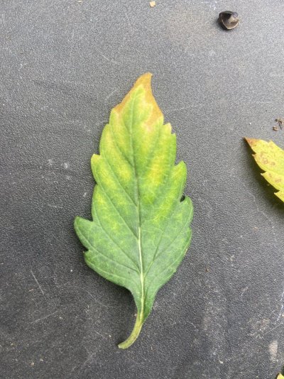 Please help!! Plant leaf is crumbling
