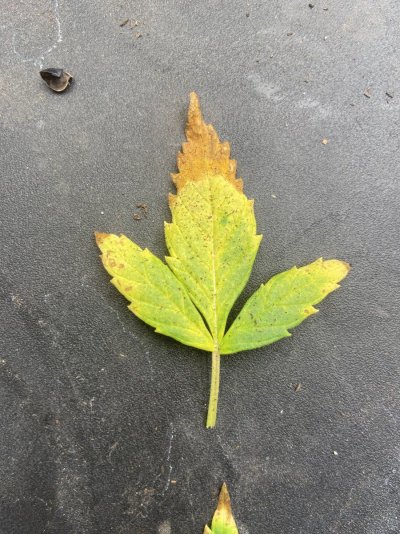 Please help!! Plant leaf is crumbling