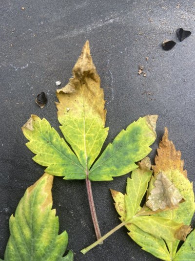 Please help!! Plant leaf is crumbling