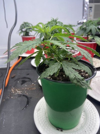 Should I keep or cut off?? Please help