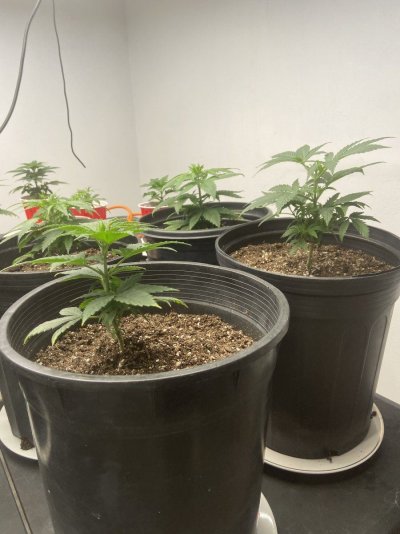 Please help!! Plant leaf is crumbling