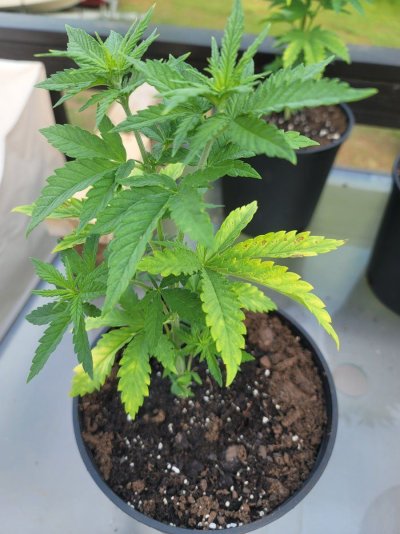 what-going-on-with-my-plant-3.jpg