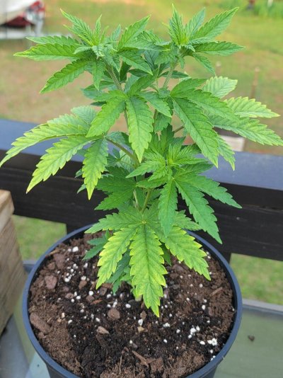 what-going-on-with-my-plant-6.jpg
