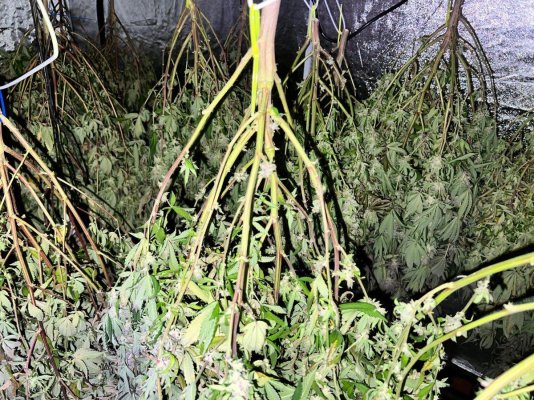 How much temp and RH leeway do I have while drying?