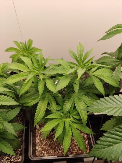Weirdest problem i've ever had in Coco