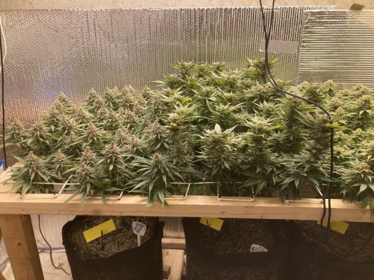 First real SCROG attempt - should I thin it?