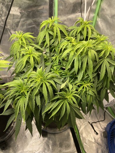 Should I keep Removing future bud sites ?