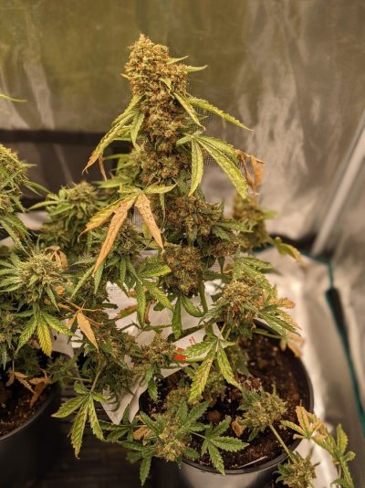 Indica Landrace Clone and Grow